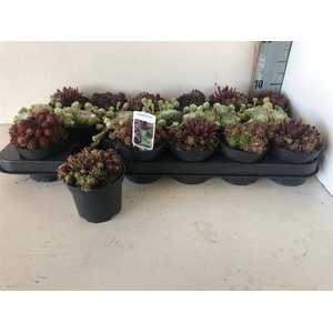 SEMPERVIVUM MIX P9