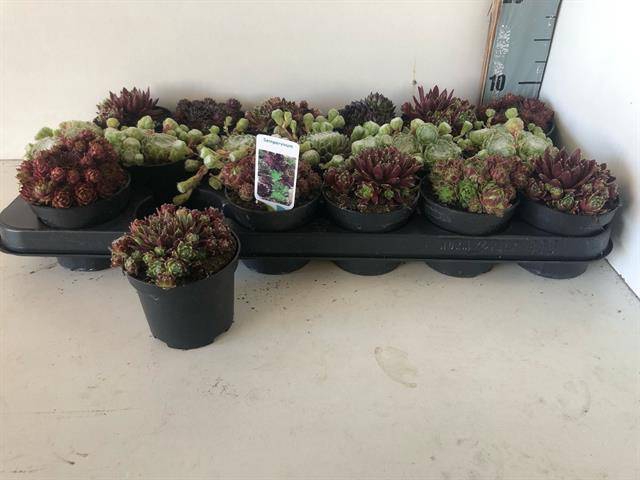 <h4>SEMPERVIVUM MIX P9</h4>