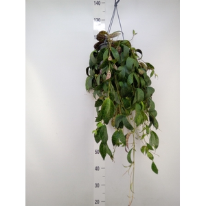 Aeschynanthus marmoratus