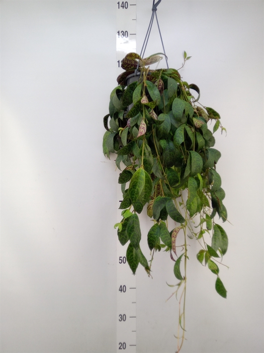 <h4>Aeschynanthus marmoratus</h4>