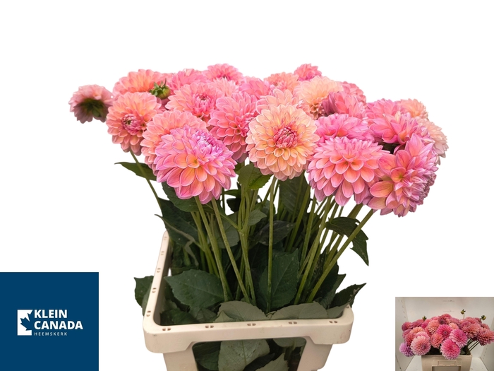 <h4>Dahl Lindas Baby</h4>