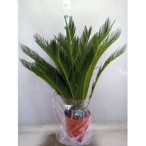 Cycas revoluta