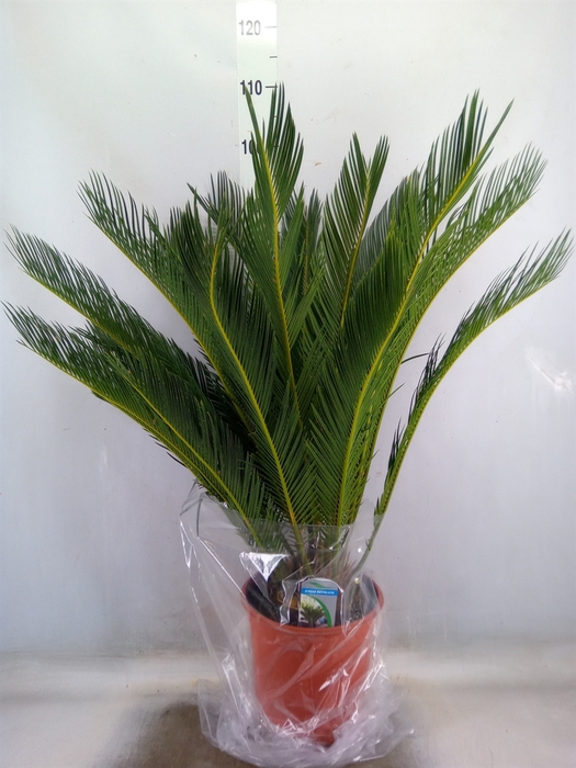 <h4>Cycas revoluta</h4>