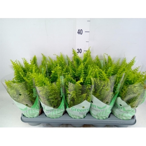 Nephrolepis exal. 'Green Moment'