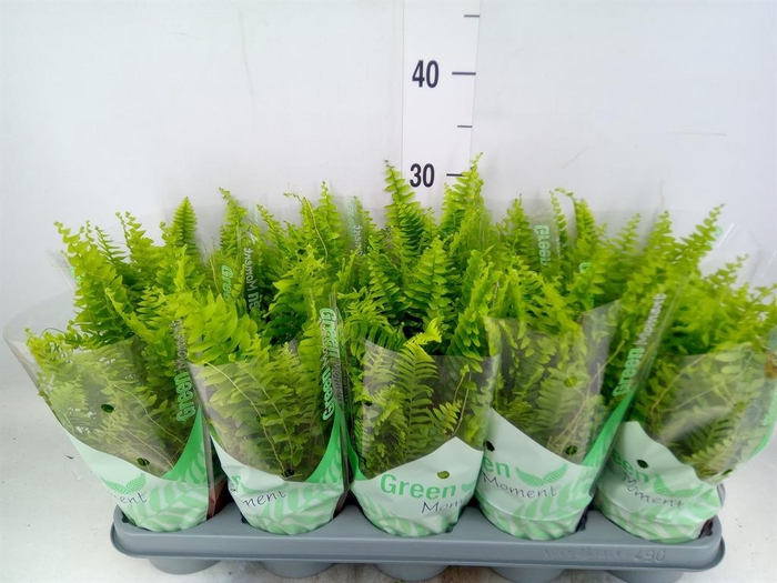 <h4>Nephrolepis exal. 'Green Moment'</h4>