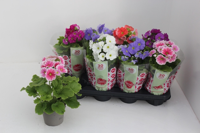 <h4>PRIM OB SWEETK A GEM</h4>