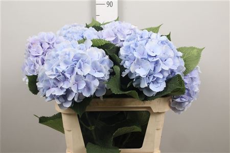 <h4>Hydr M Verena Bl</h4>