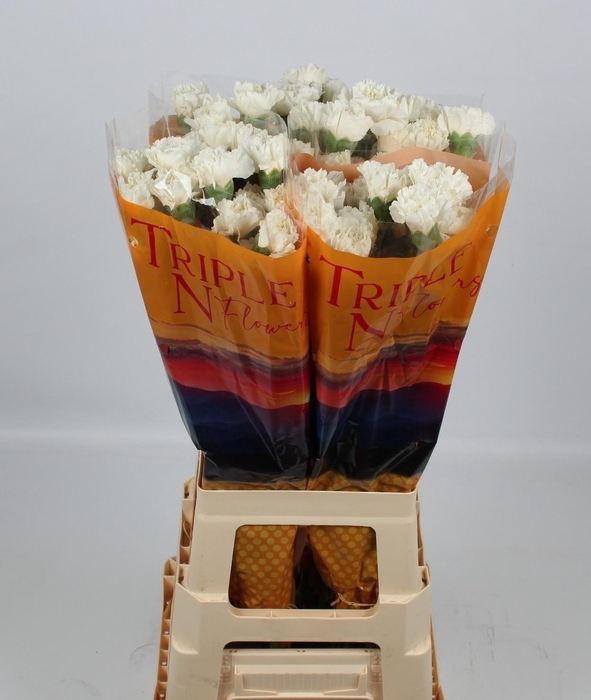 <h4>DI ST NAVARRO</h4>