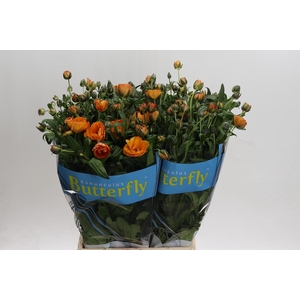 Ranunculus Butterfly Galathea