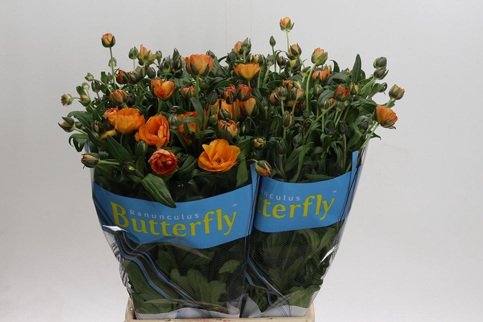 <h4>Ranunculus Butterfly Galathea</h4>
