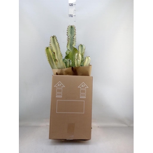 Euphorbia ingens 'Variegata'