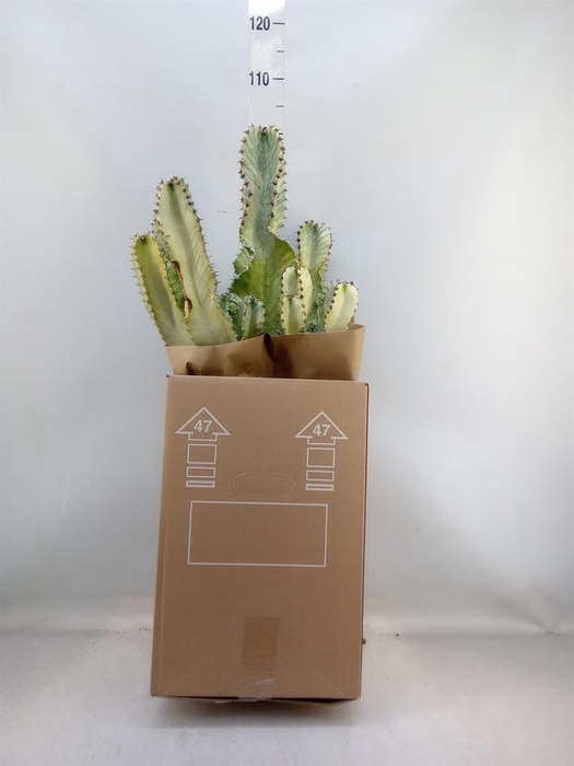 <h4>Euphorbia ingens 'Variegata'</h4>