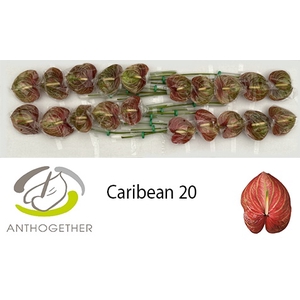 ANTH A CARIBEAN 20