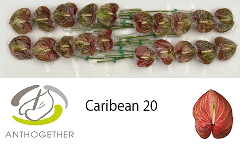 <h4>ANTH A CARIBEAN 20</h4>