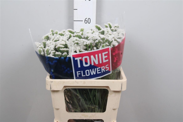 <h4>Lim S Frost Wings</h4>