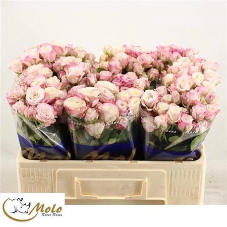 <h4>Rosa grappe Angel Bombastic</h4>