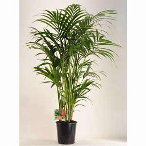 KENTIA - P24 H150 - 8PP (Howea forsteriana)