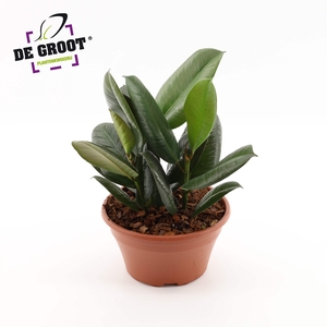 Ficus elastica 'Robusta'