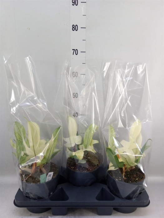 <h4>Philodendron  'Florida Ghost'</h4>