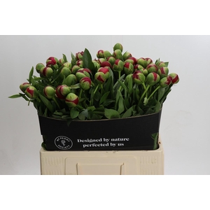 Paeonia Diana Parks