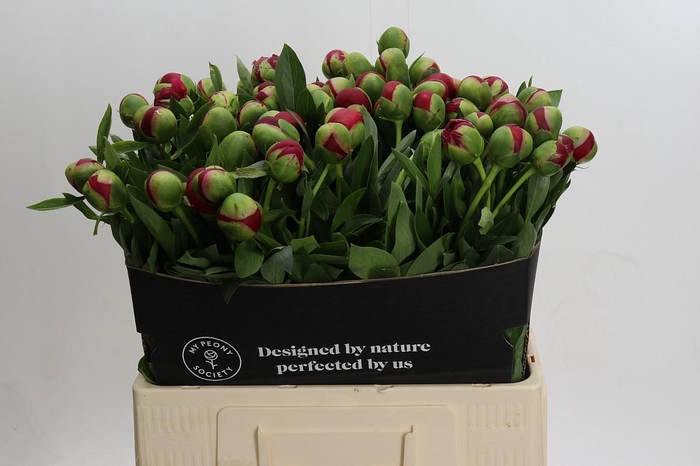 <h4>Paeonia Diana Parks</h4>