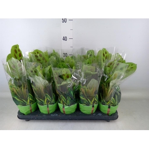 Maranta leuc. 'Kerchoveana'