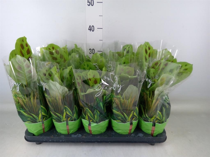 <h4>Maranta leuc. 'Kerchoveana'</h4>