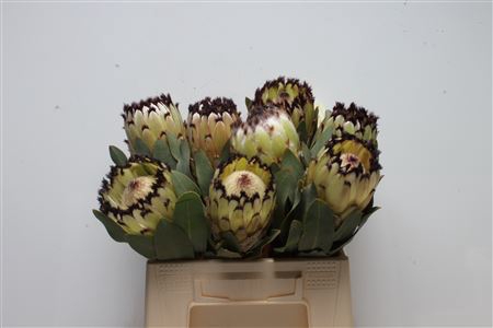 <h4>Protea Didi Snow Princess</h4>