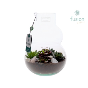 Green Bottle Olaf Medium met Sucuculenten