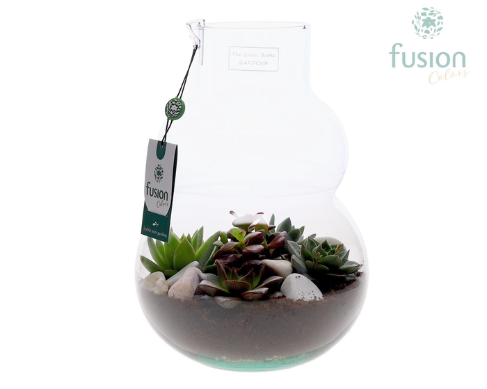 <h4>Green Bottle Olaf Medium met Sucuculenten</h4>