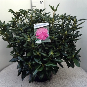 Rhodo. 'Roseum Elegans' pink