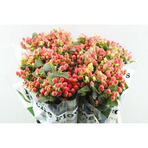 Hypericum Princess (zalm)