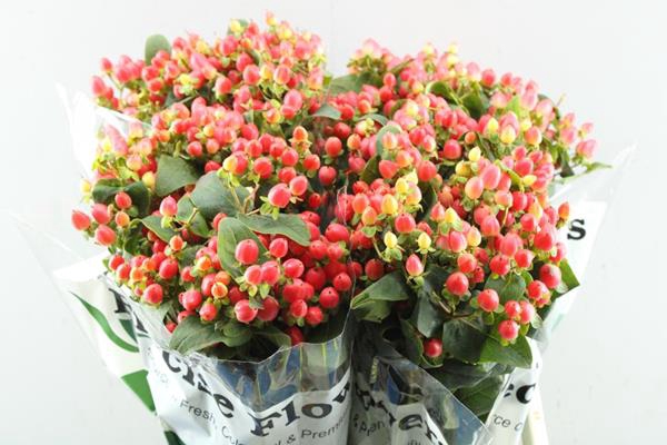 <h4>Hypericum Princess (zalm)</h4>