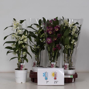 Dendrobium nobile mix 12Ø 50cm 3st 18fl