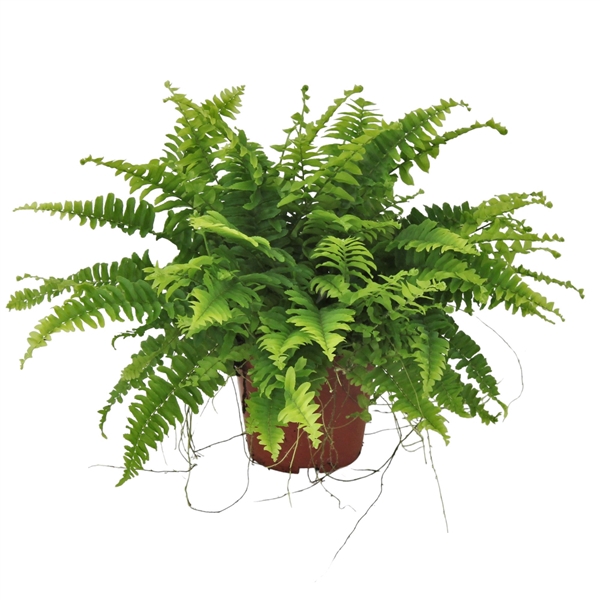 <h4>Nephrolepis Blue Bell MET hoes</h4>