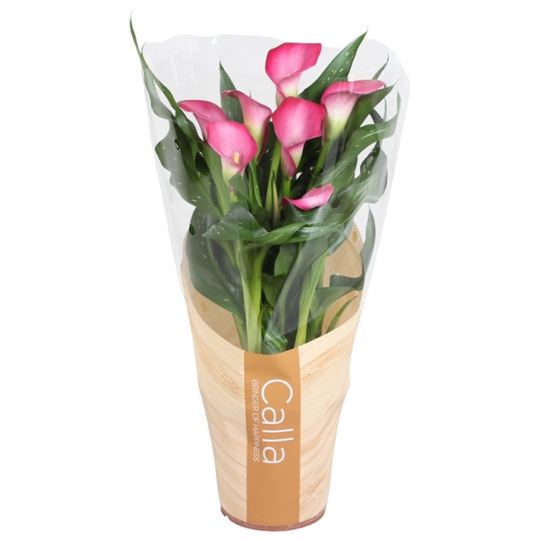 <h4>Zantedeschia Zazu Calla roze in bedrukte hoes</h4>