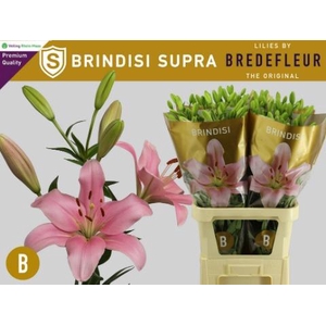 LI LA BRINDISI 4BL