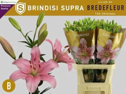 <h4>LI LA BRINDISI 4BL</h4>