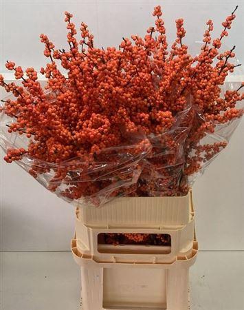 <h4>Ilex Ve Winter Gold</h4>