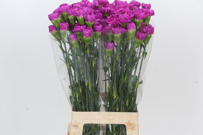 <h4>Dianthus St Sarah Purple</h4>