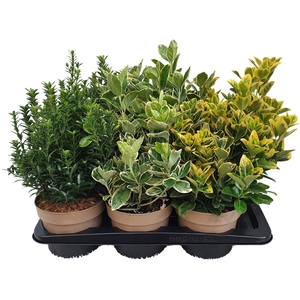 Euonymus mixtray
