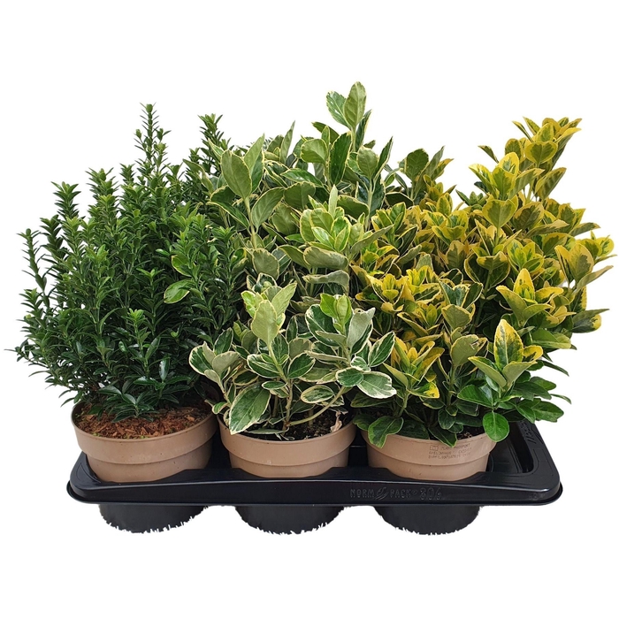 <h4>Euonymus mixtray</h4>