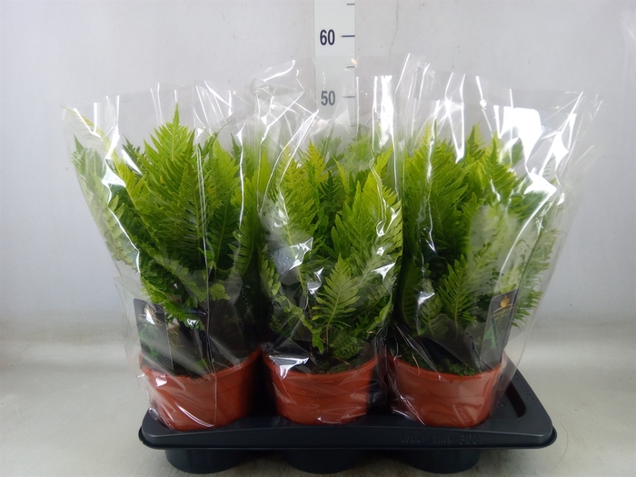 <h4>Blechnum gibbum 'Silver Lady'</h4>