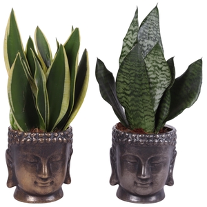 Sansevieria mix Ø12cm in Ø15cm Ceramic Buddha