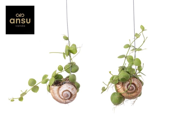 DISCH NUMMULARIA