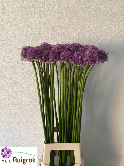 <h4>ALLIUM GLADIATOR</h4>