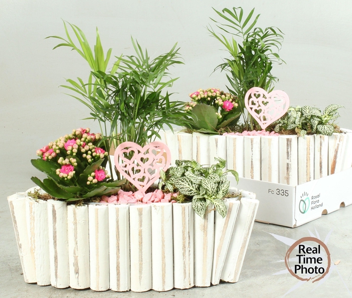 <h4>ARR KAMERPL</h4>