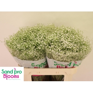 GYPS PA ZI DISCOVERY