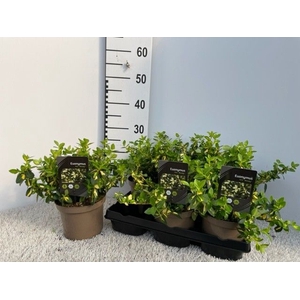 EUONYMUS FO BLONDY