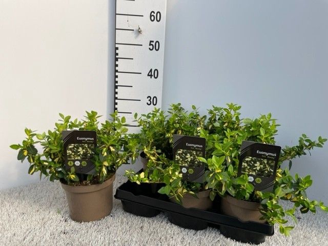 <h4>EUONYMUS FO BLONDY</h4>